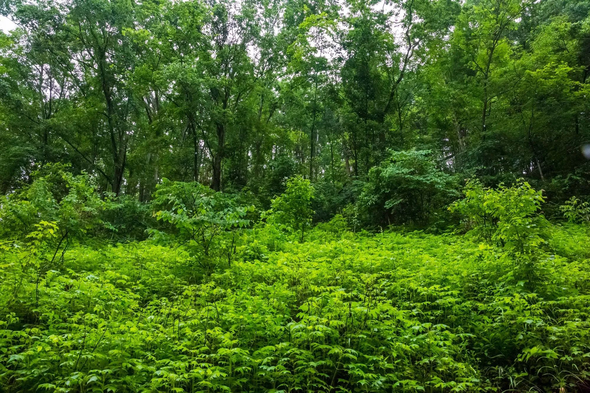 Bluffview Tract 12 in Russell County, VA