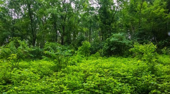 Bluffview Tract 12 in Russell County, VA