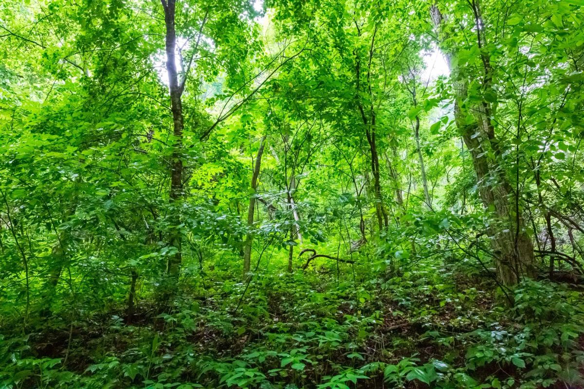 Decorative background for Bluffview Tract 12 image 10