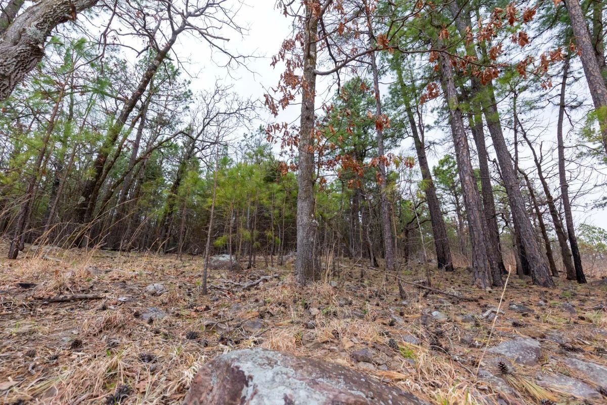Decorative background for Stone Bridge Phase III Tract 139 image 10