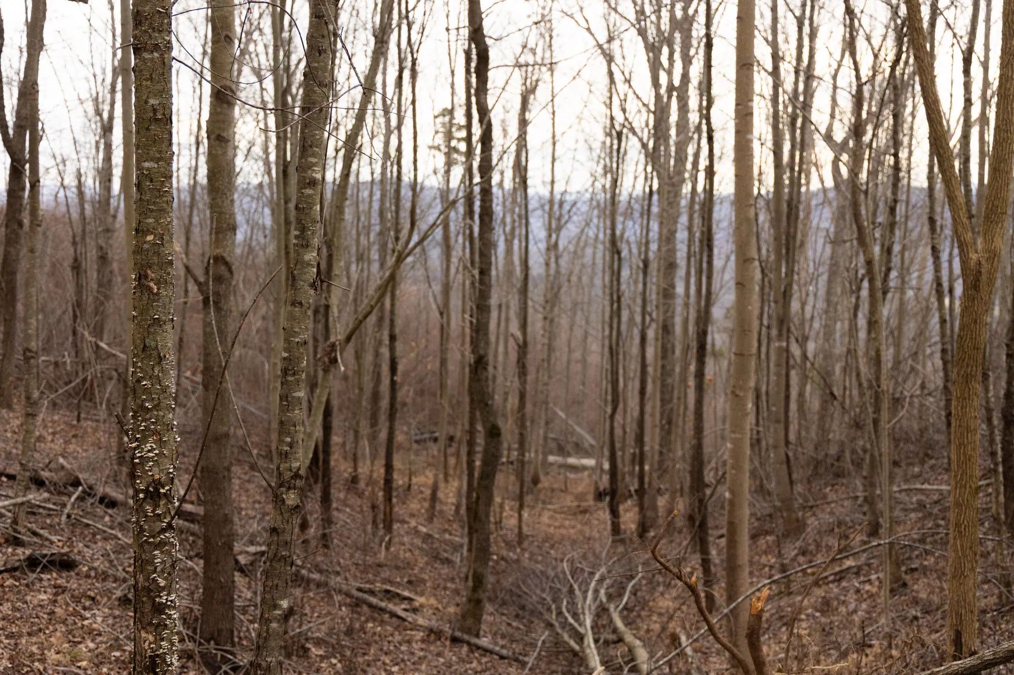 Jade Pass Tract 20 in Whitley County, KY