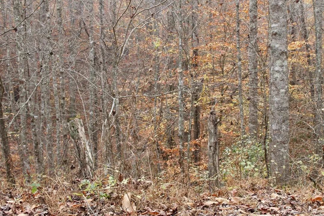 Autumn Ridge Tract 17 - Image 2
