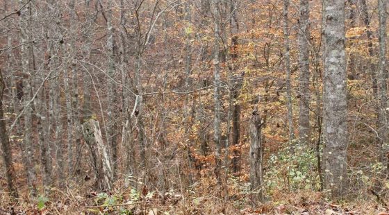 Autumn Ridge Tract 17 in Leslie County, KY