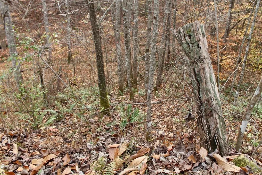 Autumn Ridge Tract 17 - Image 3