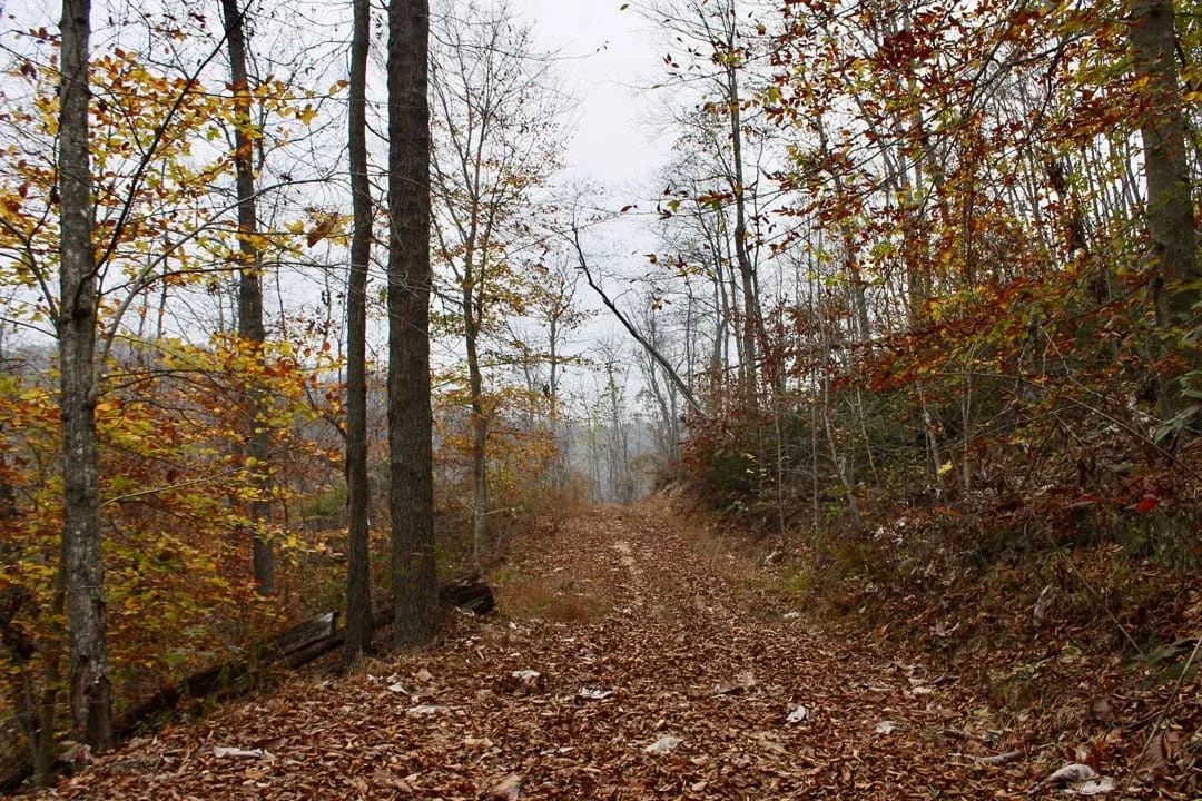 Decorative background for Autumn Ridge Tract 17 image 5