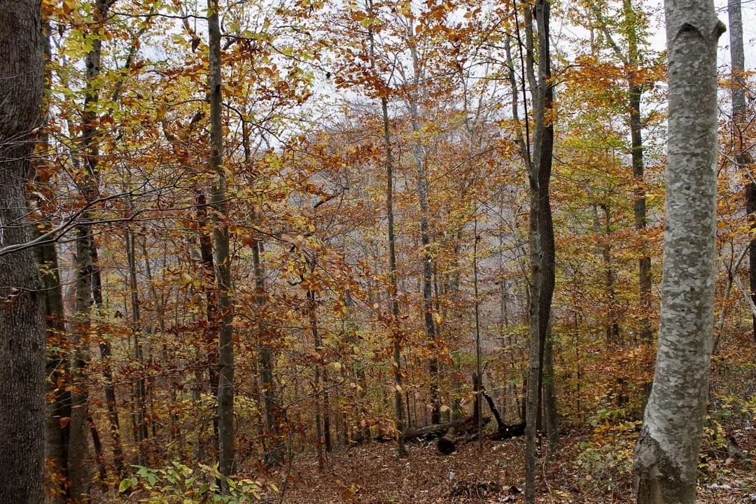 Decorative background for Autumn Ridge Tract 17 image 6