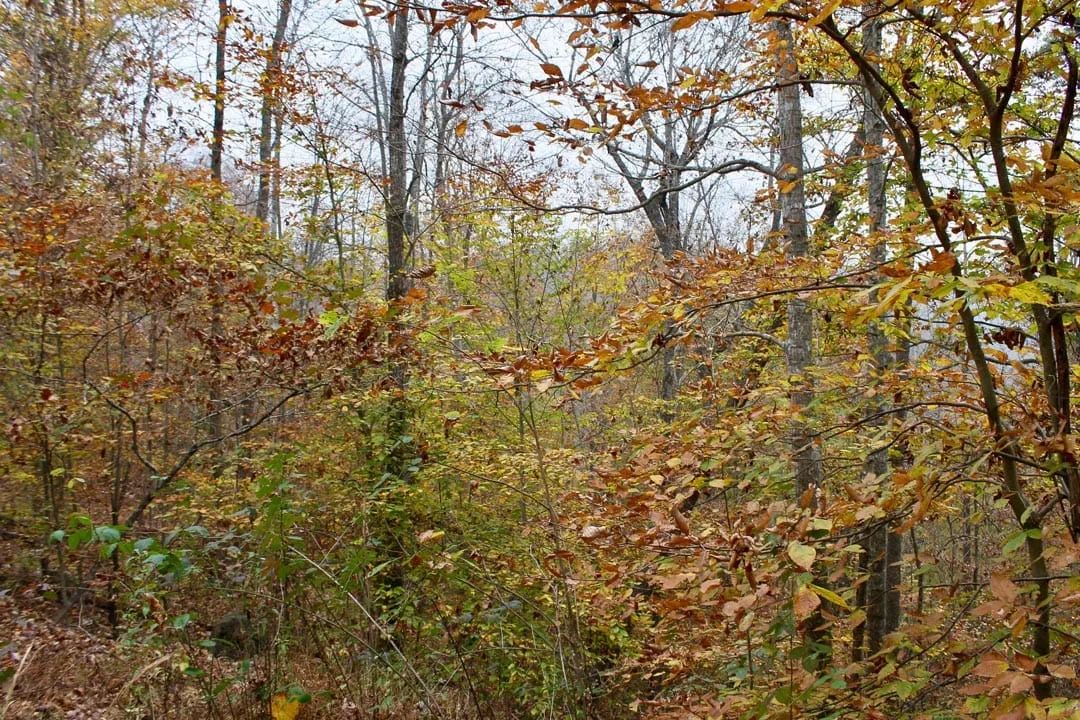 Decorative background for Autumn Ridge Tract 17 image 7