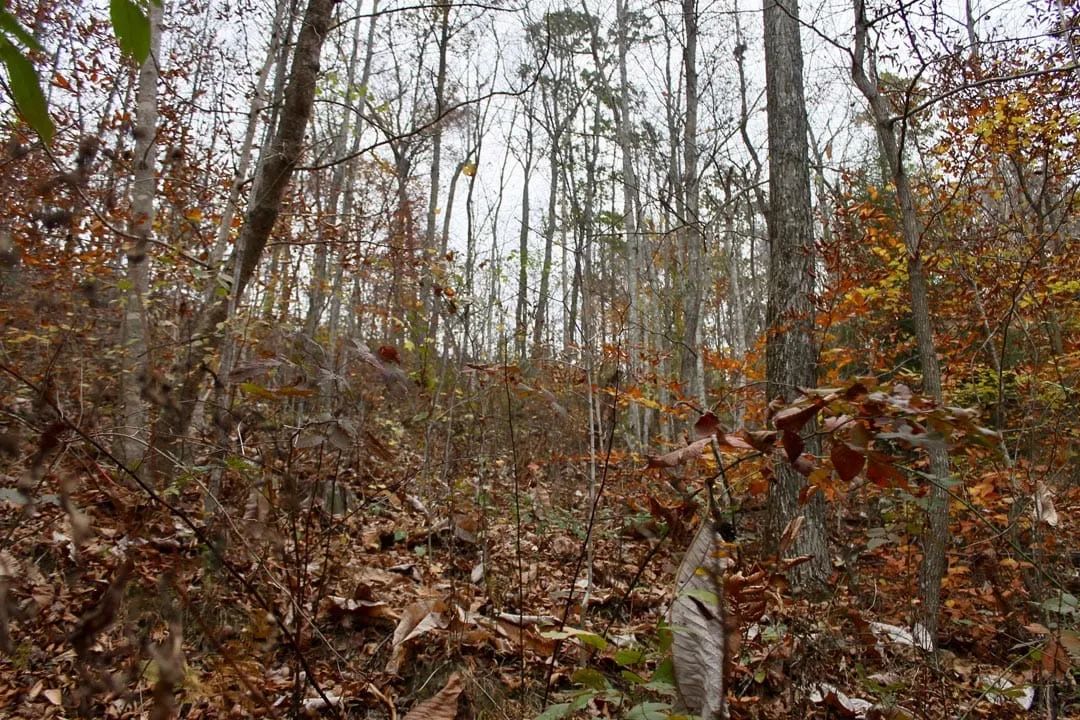 Decorative background for Autumn Ridge Tract 17 image 8