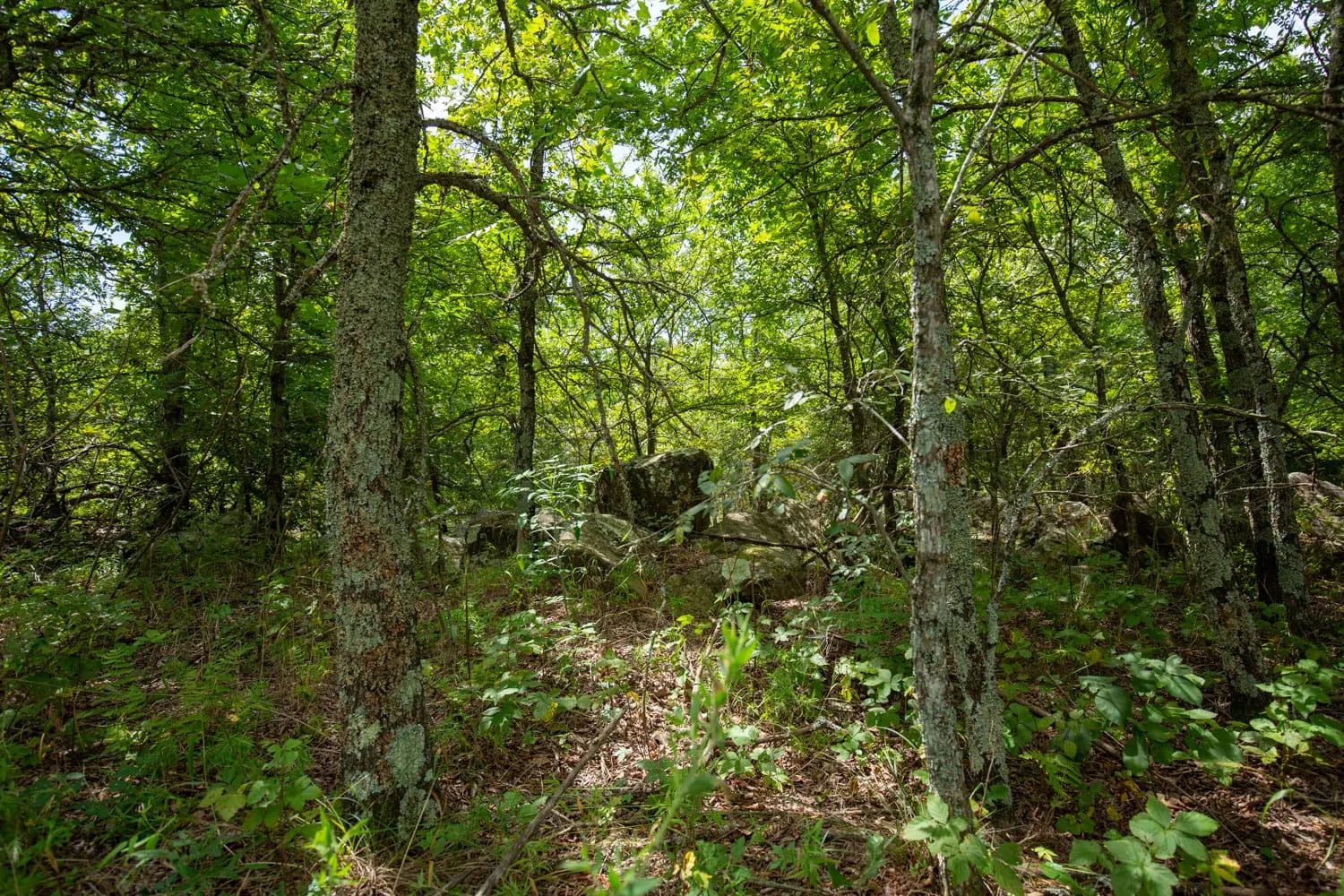 Timber Ridge Tract 43 in McIntosh County, OK