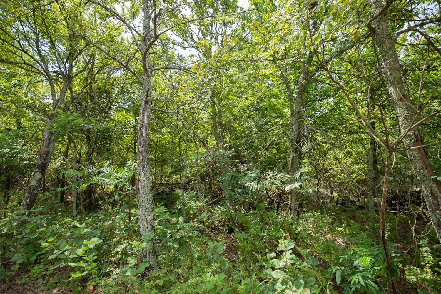 Timber Ridge Tract 43 in McIntosh County, OK