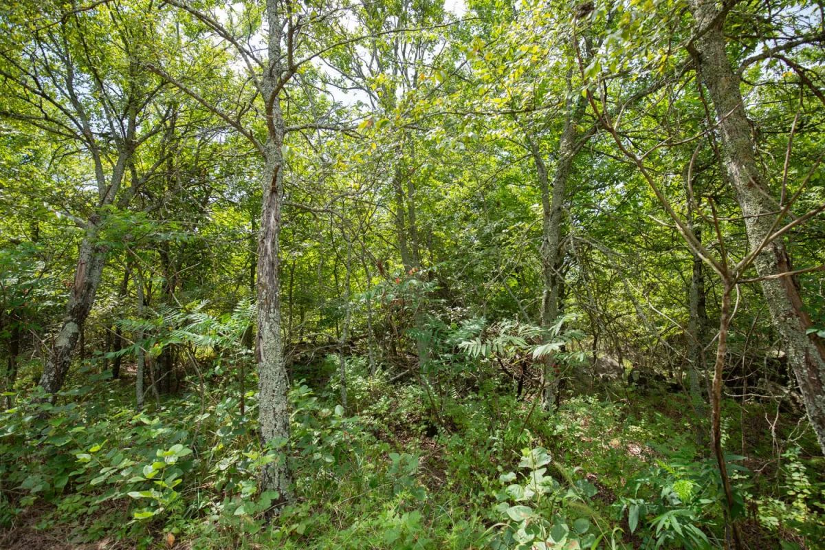 Timber Ridge Tract 43 - Image 4