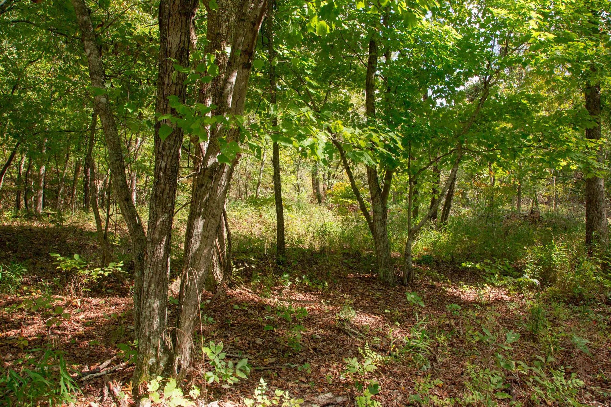 Wagon Wheel Ranch Tract 50 in Dent County, MO