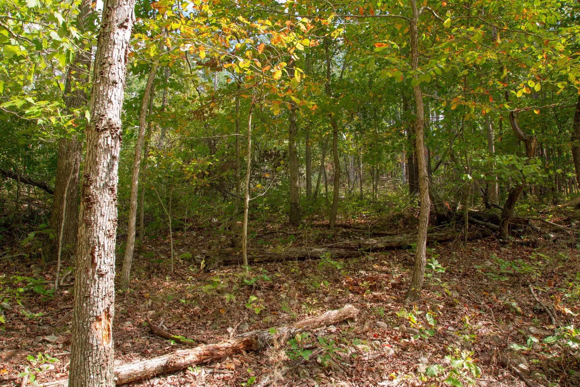 Wagon Wheel Ranch Tract 50 in Dent County, MO