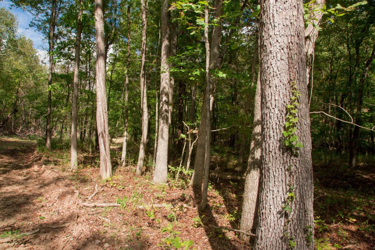 Decorative background for Wagon Wheel Ranch Tract 50 image 8