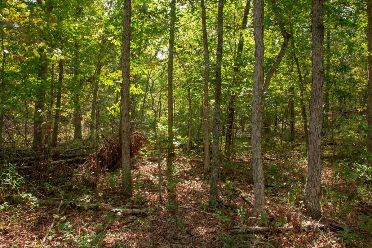Decorative background for Wagon Wheel Ranch Tract 50 image 10