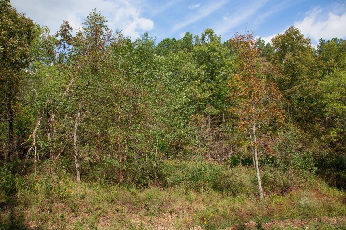 Decorative background for Wagon Wheel Ranch Tract 50 image 12
