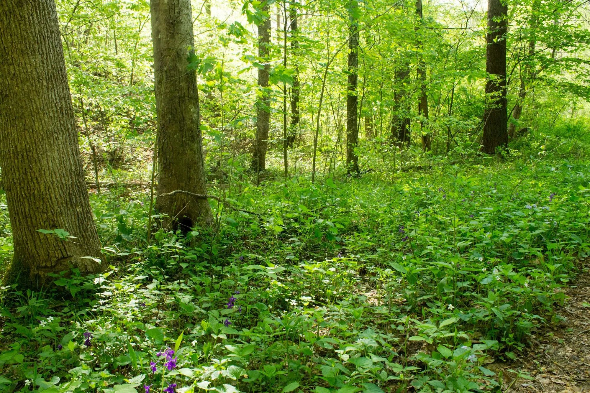 Trails End Tract 22 in Rockcastle County, KY