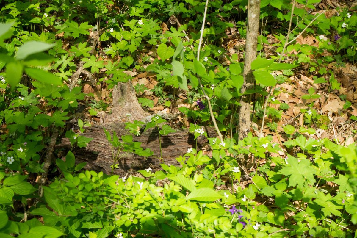 Decorative background for Trails End Tract 22 image 5