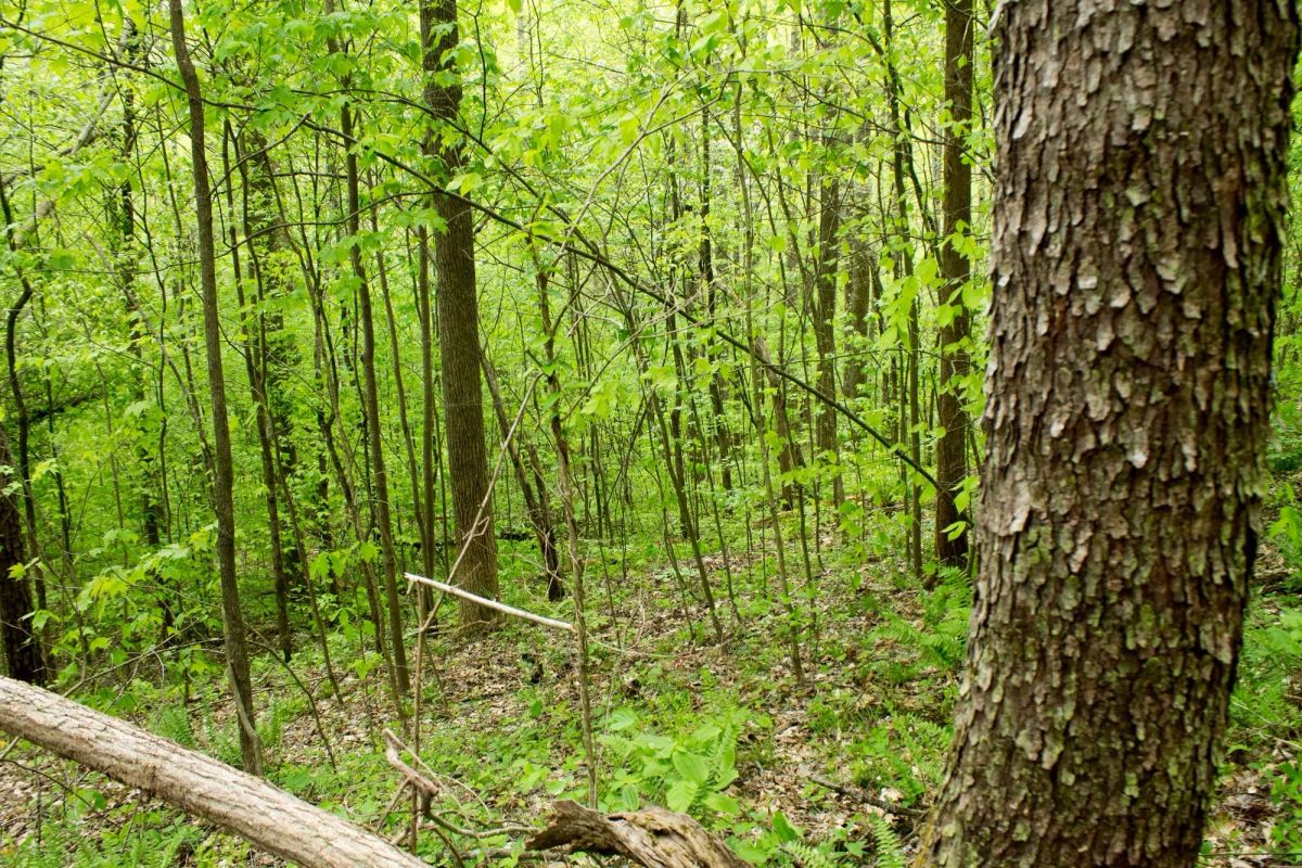 Decorative background for Trails End Tract 22 image 6