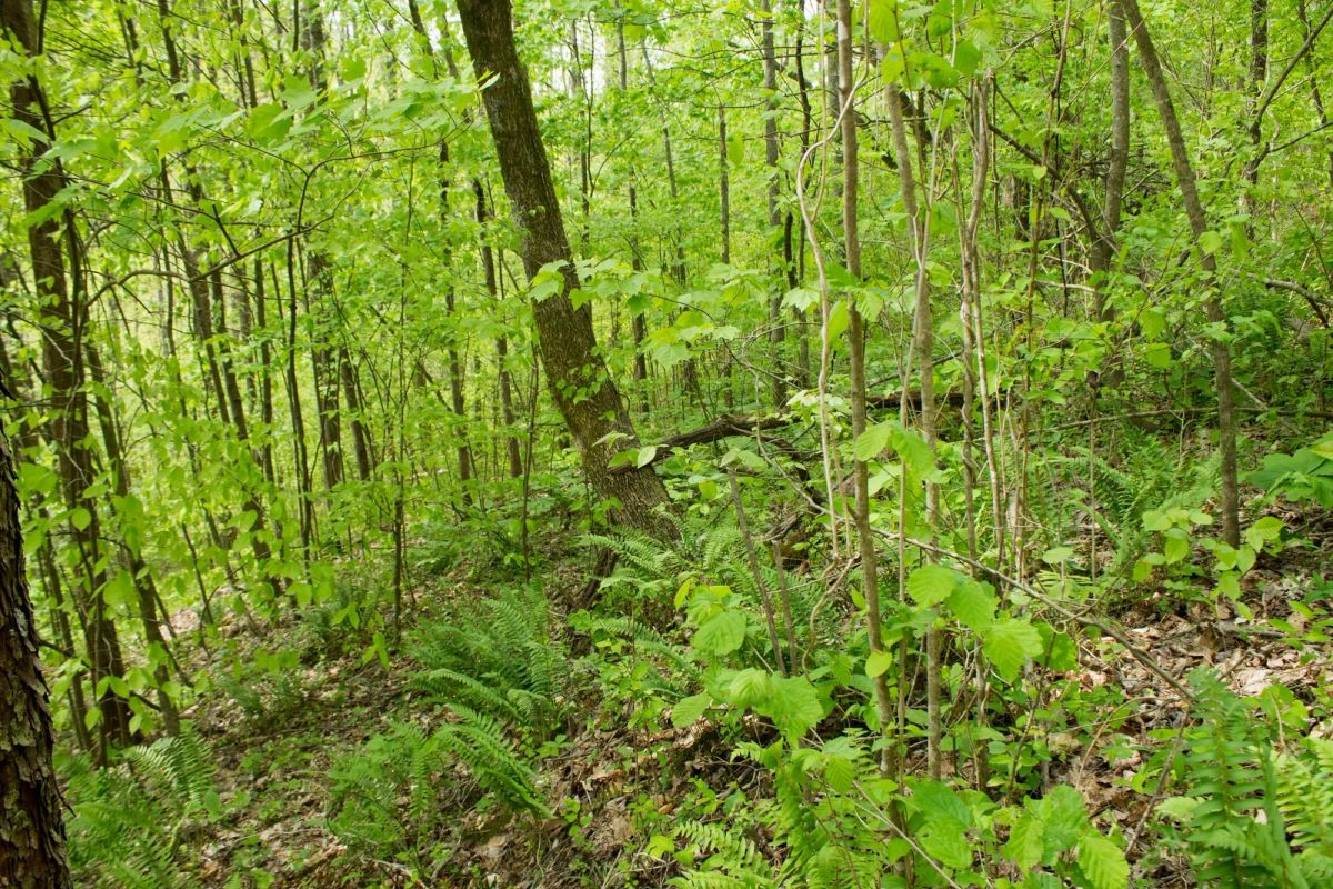 Decorative background for Trails End Tract 22 image 7