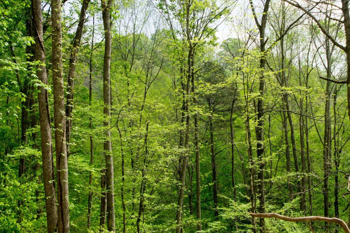 Decorative background for Trails End Tract 22 image 8