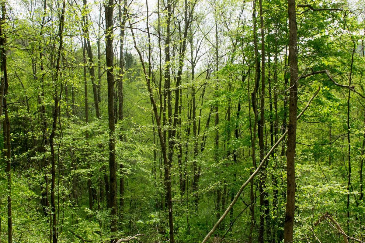 Decorative background for Trails End Tract 22 image 9