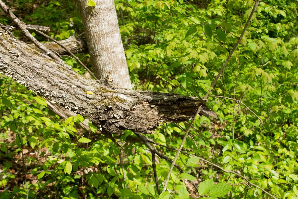 Decorative background for Trails End Tract 22 image 10