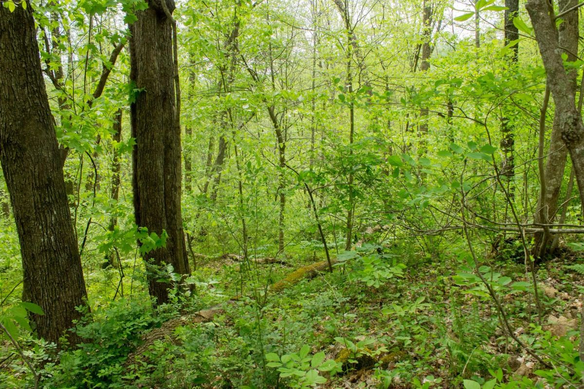 Decorative background for Trails End Tract 22 image 16