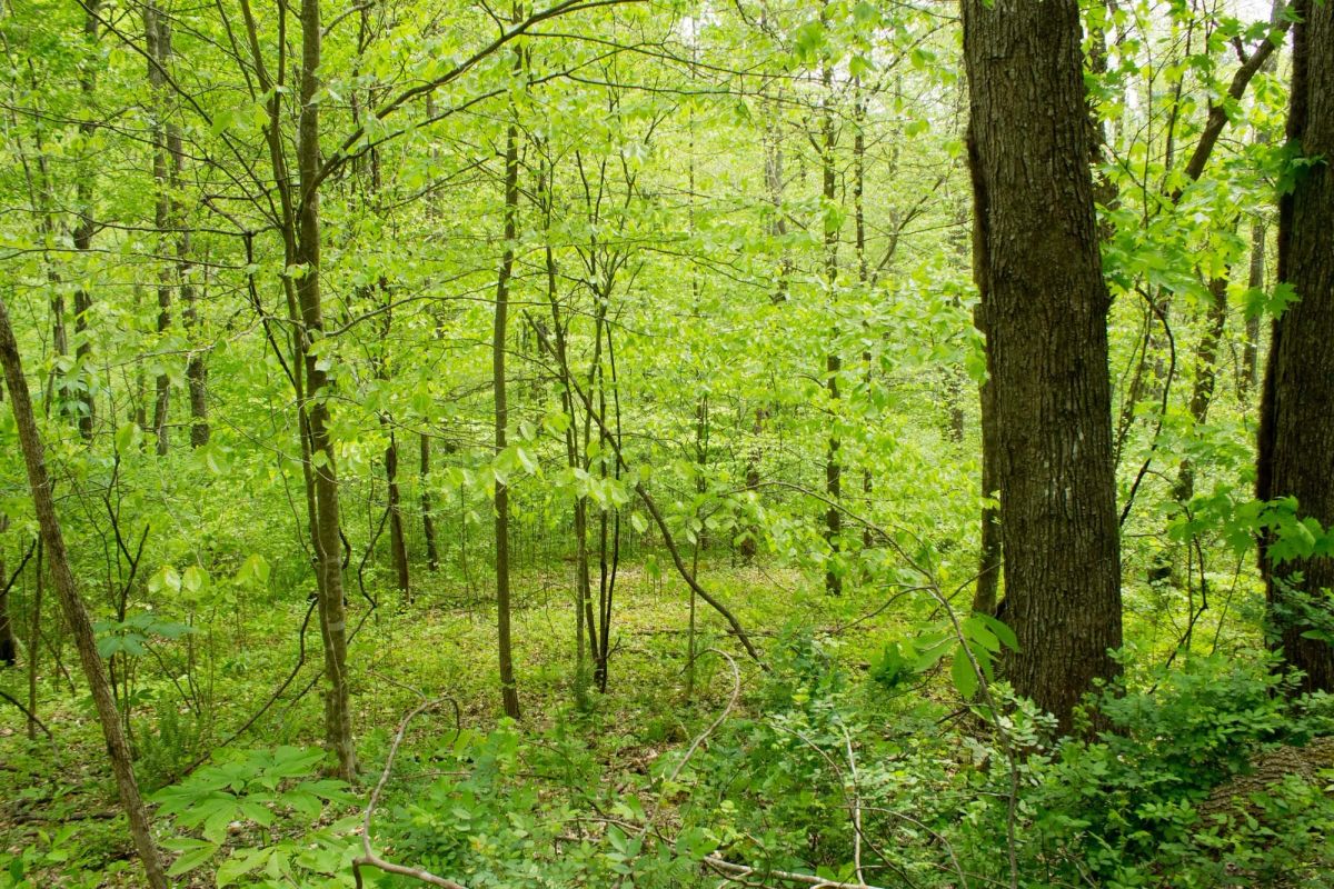 Decorative background for Trails End Tract 22 image 17