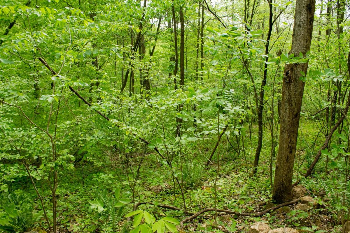 Decorative background for Trails End Tract 22 image 18