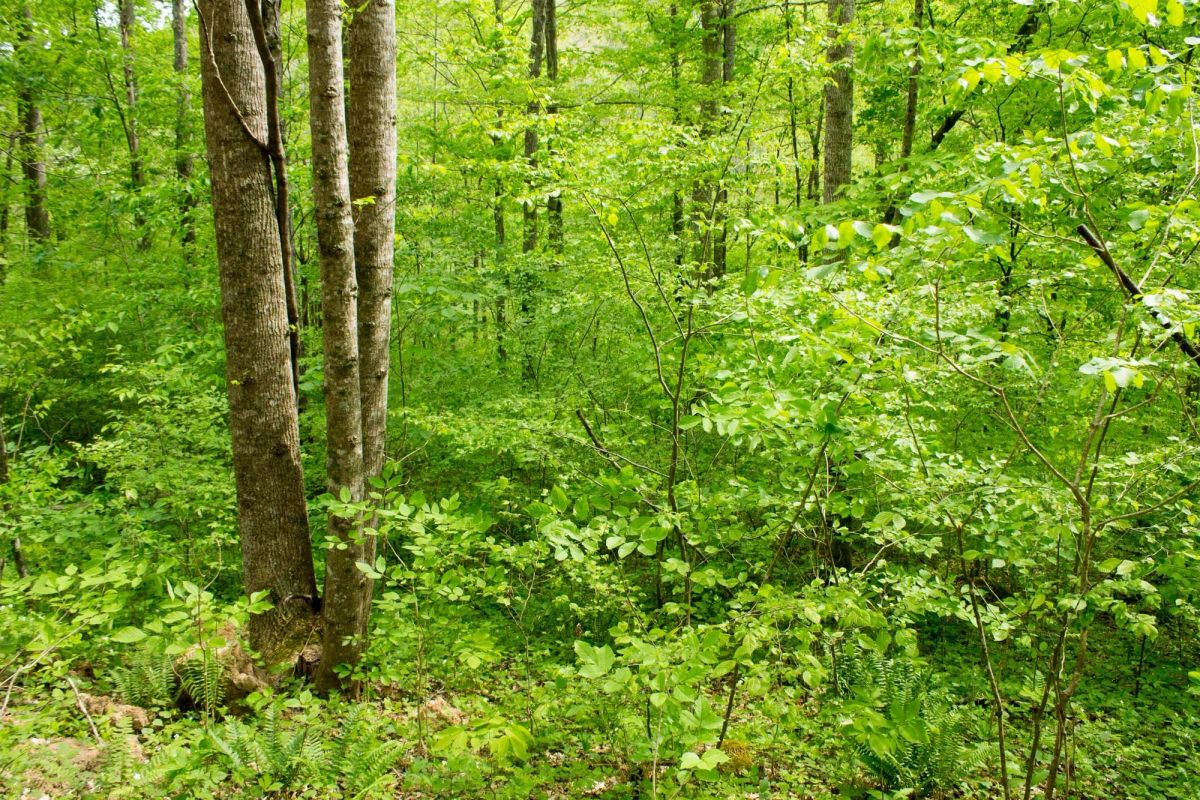 Decorative background for Trails End Tract 22 image 19