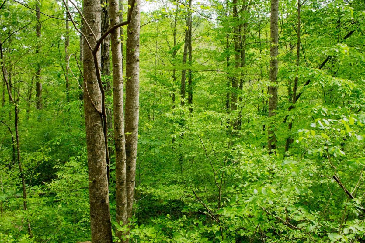 Decorative background for Trails End Tract 22 image 20