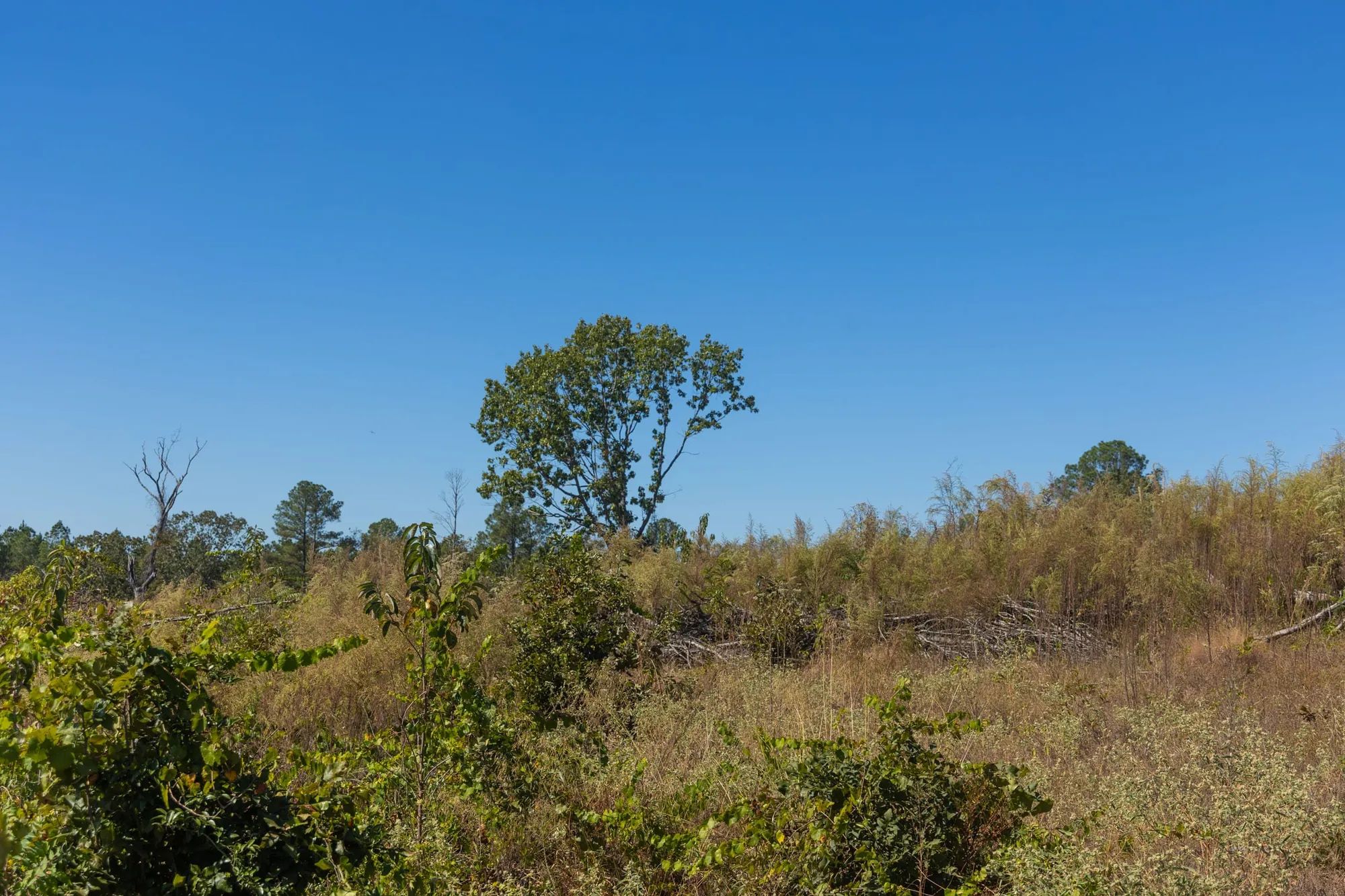 Meyer’s Ridge Tract 44 in Attala County, MS