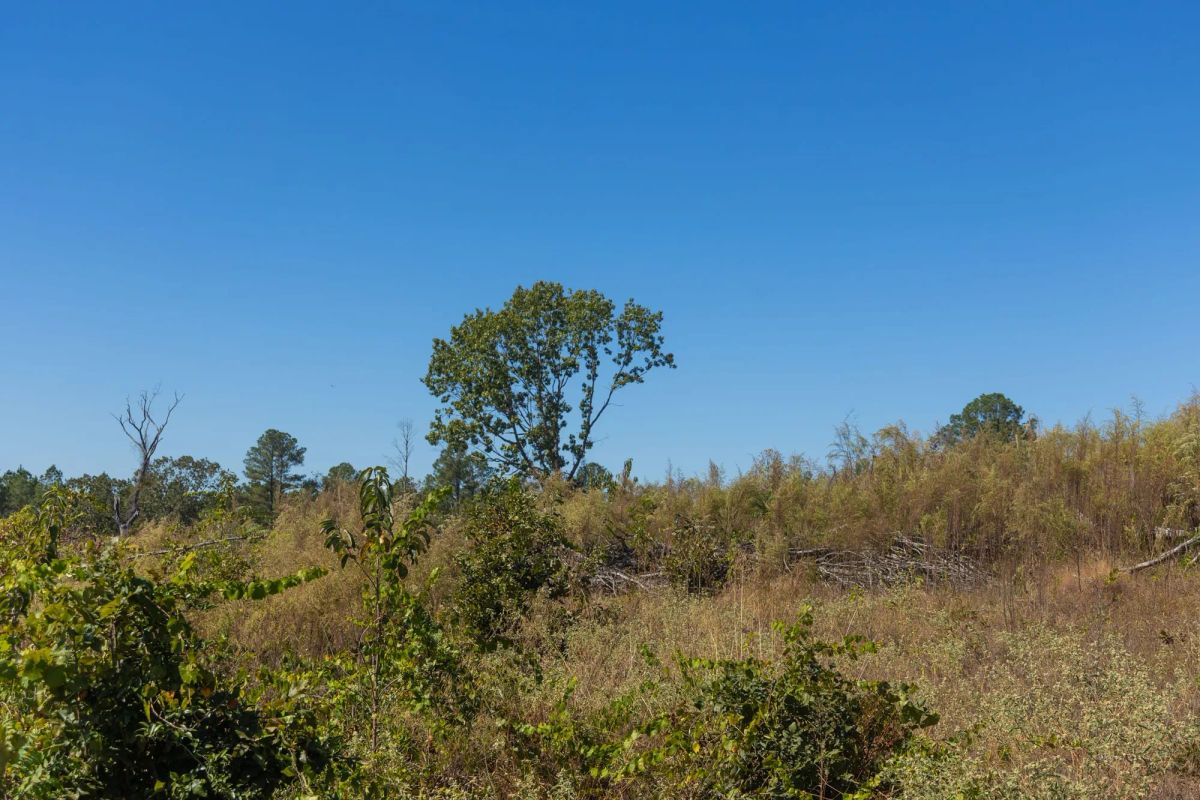 Meyer’s Ridge Tract 44 - Image 3
