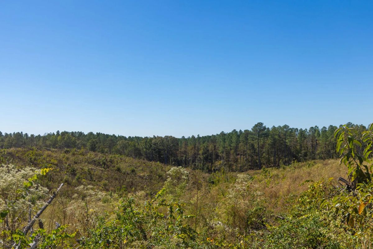 Meyer’s Ridge Tract 44 - Image 4