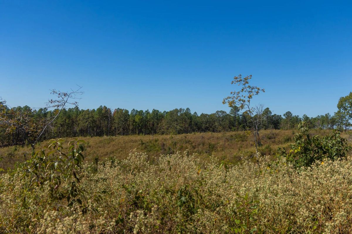 Decorative background for Meyer’s Ridge Tract 44 image 6