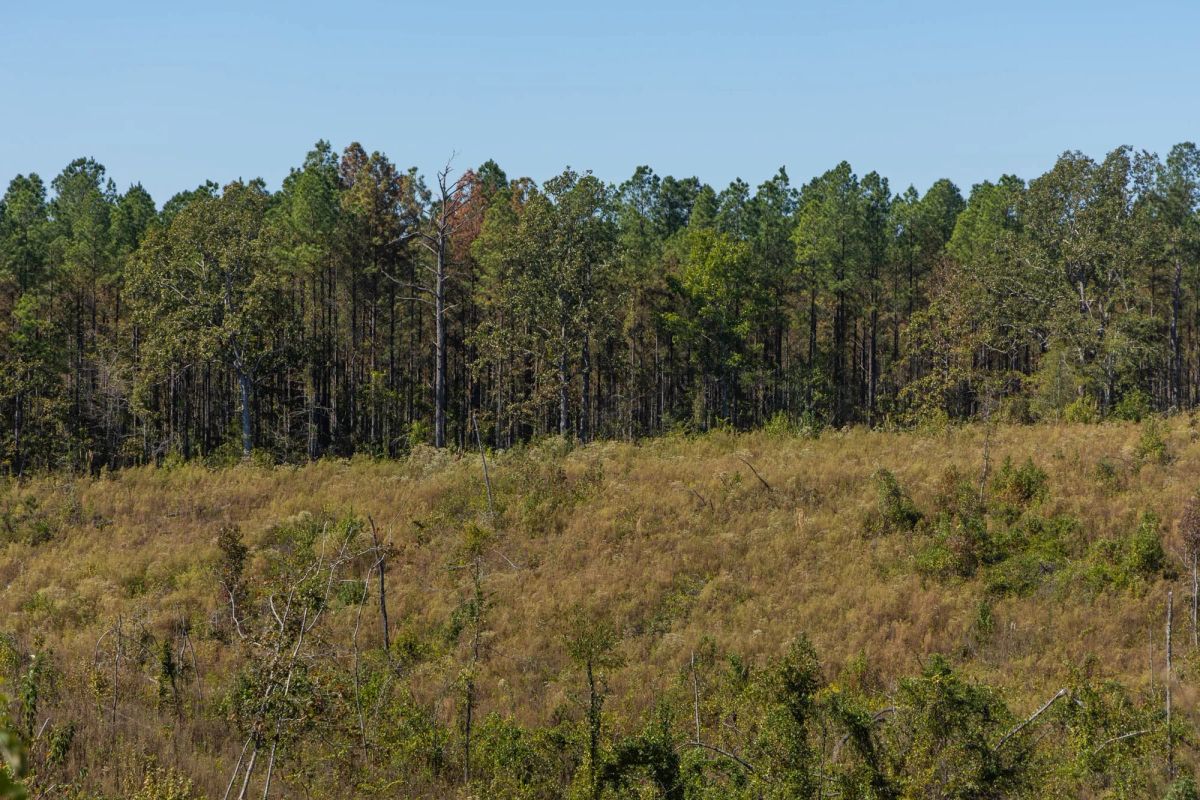 Decorative background for Meyer’s Ridge Tract 44 image 9