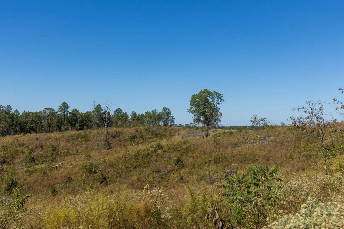 Decorative background for Meyer’s Ridge Tract 44 image 10