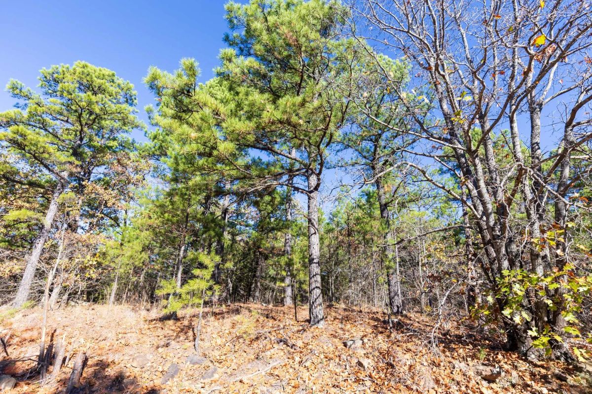 Decorative background for Stone Bridge Reserve Tract 5 image 5