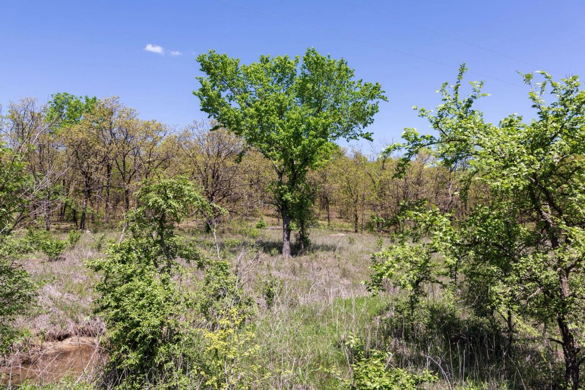 Allie’s Acres Tract 2 - Main image