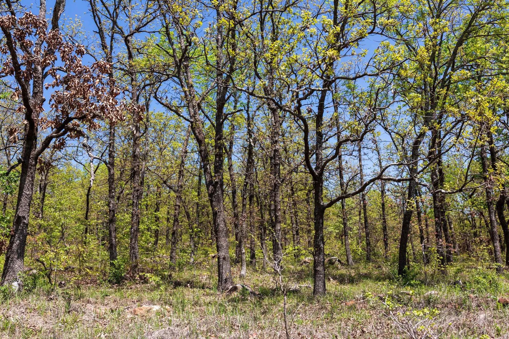 Allie’s Acres Tract 2 in Pittsburg County, OK