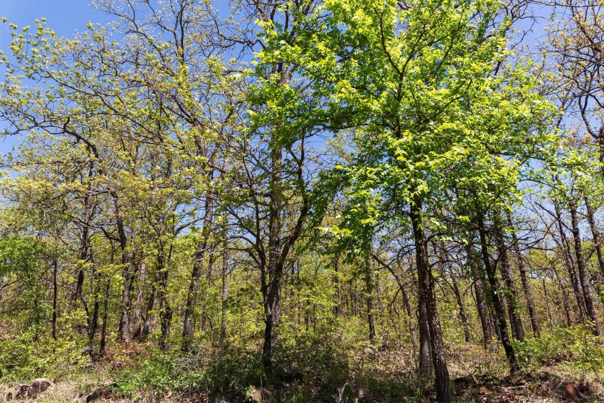 Decorative background for Allie’s Acres Tract 2 image 5
