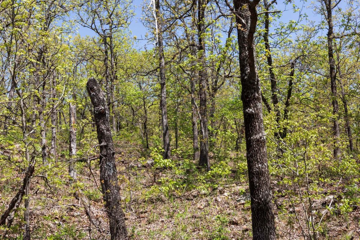 Decorative background for Allie’s Acres Tract 2 image 6