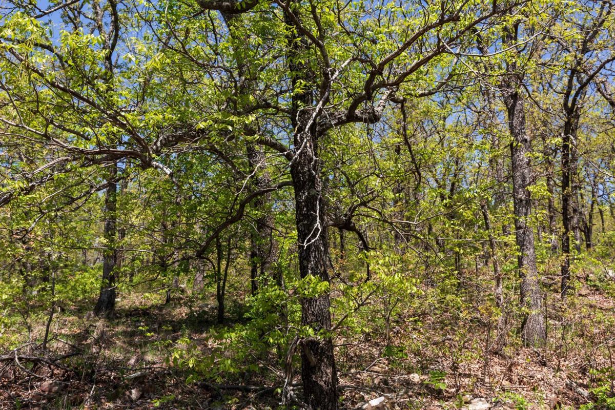 Decorative background for Allie’s Acres Tract 2 image 7