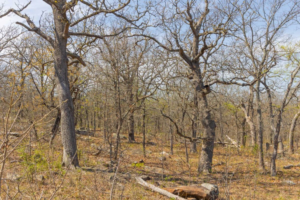 Decorative background for JLH Estates Tract 6 image 9