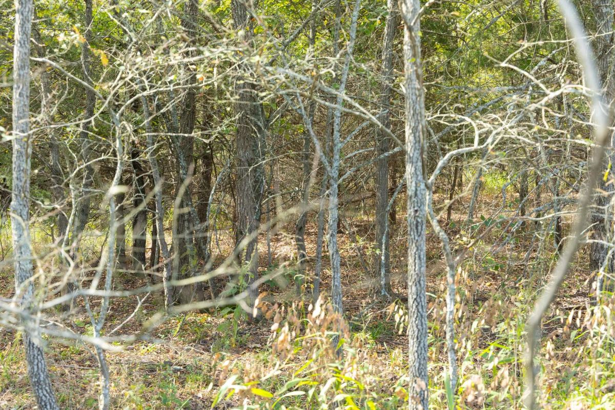 Reserves At Cattail Cove Phase II Tract 68 - Image 4