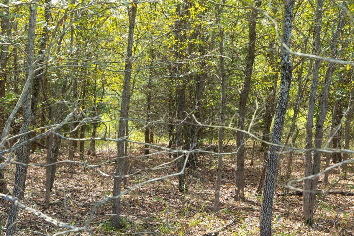 Decorative background for Reserves At Cattail Cove Phase II Tract 68 image 5