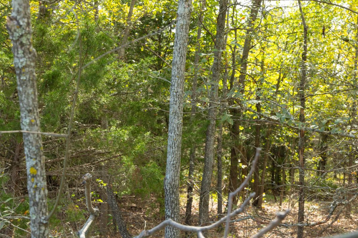 Decorative background for Reserves At Cattail Cove Phase II Tract 68 image 6
