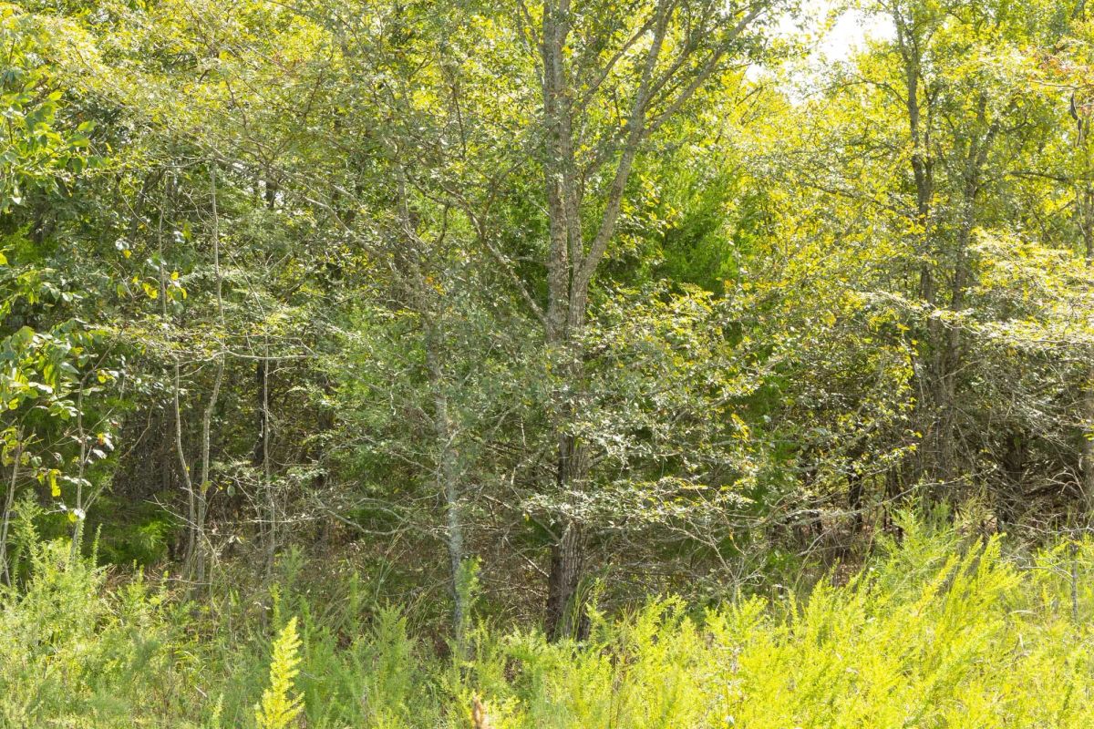 Decorative background for Reserves At Cattail Cove Phase II Tract 68 image 7