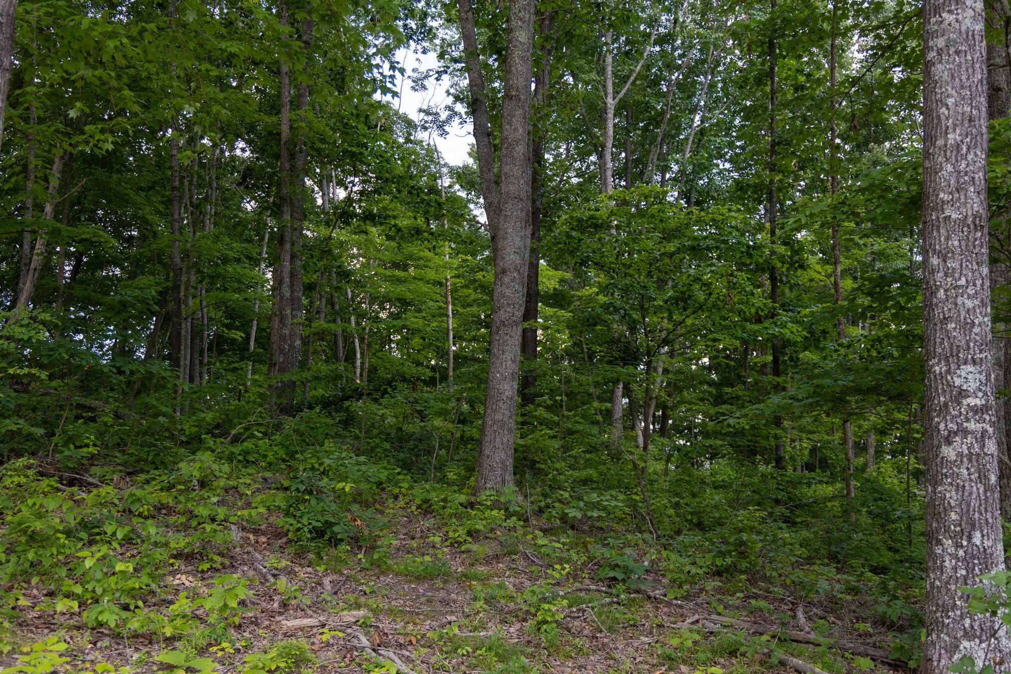 Creek Hollow Phase II Tract 61 in Rockcastle County, KY